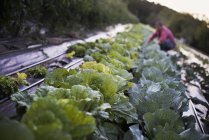 Organic Cabbage Plants — Stock Photo