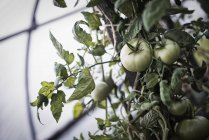 Plantas de tomate que crecen en un polytunnel . - foto de stock