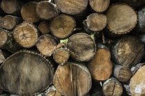 Logs stacked in a pile — Stock Photo