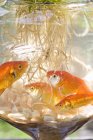 Золотая рыбка в аквариуме на подоконнике — стоковое фото