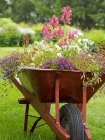 Carriola piantata con piante da fiore — Foto stock