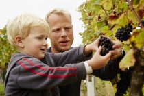 Чоловік і його син збирають виноград — стокове фото
