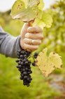 Mão segurando cacho de uvas pretas . — Fotografia de Stock