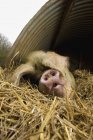 Grande porco deitado — Fotografia de Stock