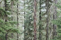 Зеленый умеренный лес — стоковое фото