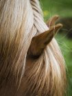 Melena de un caballo islandés . - foto de stock
