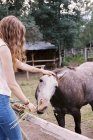 Женщина кормит лошадь — стоковое фото