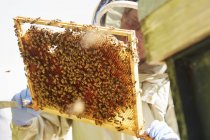 Beekeeper holding up a super frame — Stock Photo