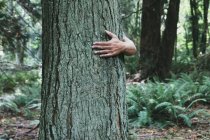Homem abraçando árvore — Fotografia de Stock