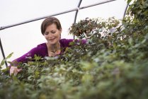 Frau arbeitet an Tabletts mit Blattpflanzen — Stockfoto