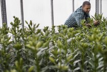 Man working in a large greenhouse — Stock Photo