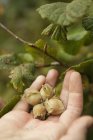 Hand full of fresh hazelnuts — Stock Photo