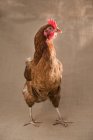 Huhn mit braunen Federn — Stockfoto