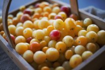 Organic Assorted Heirloom Tomatoes — Stock Photo