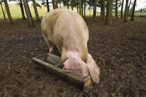 Alimentação de porco grande — Fotografia de Stock