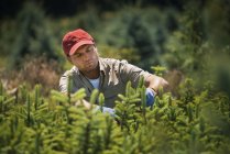 Man clipping and pruning a crop of conifers — Stock Photo