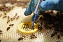 Beekeeper placing a queen cage — Stock Photo