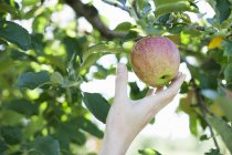 Mão feminina chegando para maçã fresca — Fotografia de Stock
