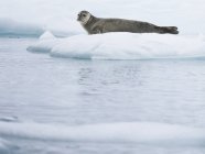 Seal at Glacial lake — Stock Photo