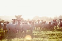 Rebaño de ovejas en un campo - foto de stock
