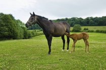 Horse and foal in a field — Stock Photo