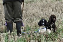 Due cani armati addestrati — Foto stock