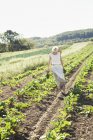Girl in a striped skirt harvesting beets — Stock Photo