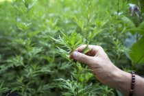 Haste de mão de exploração da planta . — Fotografia de Stock