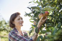 Mujer recogiendo manzanas - foto de stock