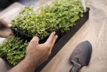 Organic flat parsley plants — Stock Photo