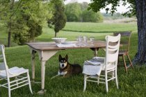 Table posée dans un jardin, chien sur la garde — Photo de stock