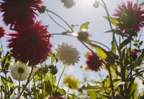Blooming red and white dahlia flowers — Stock Photo