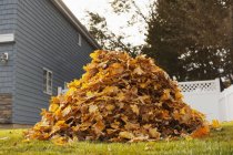Pila de hojas de otoño en un patio . - foto de stock