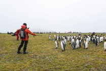Gente observando la colonia de pingüinos - foto de stock