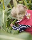 Ragazza bambino scegliere il dolce pannocchie di mais . — Foto stock