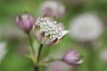 Astrantia floração planta — Fotografia de Stock