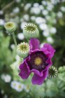 Large purple flowering poppy — Stock Photo