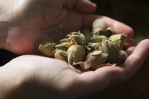 Hands full of fresh hazelnuts. — Stock Photo