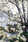 Magnólia árvore com grandes flores cremosas — Fotografia de Stock