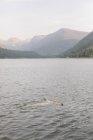 Frau schwimmt im See. — Stockfoto
