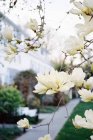 Magnolia tree with large creamy blossoms — Stock Photo