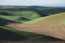 Green rolling hills — Stock Photo