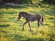 Yong foal walking through grass — Stock Photo