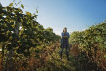 Женщина ухаживает за виноградными лозами — стоковое фото