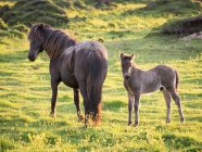 Cavalo maduro e um potro — Fotografia de Stock