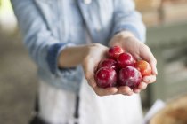 Woman holding a handful of fresh plums. — Stock Photo