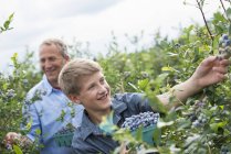Father and son picking berry fruits from bushes — Stock Photo