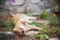 Оранжевая полосатая кошка — стоковое фото