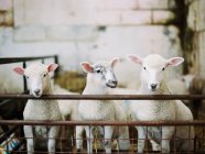 Trois jeunes agneaux dans un enclos — Photo de stock