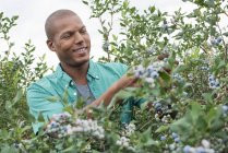 Man picking  blueberries — Stock Photo